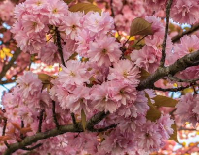 Prunus serrulata ‘Kanzan’ meerstammig - Japanse sierkers