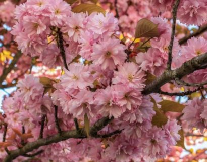 Prunus serrulata ‘Kanzan’ meerstammig - Japanse sierkers