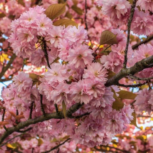 Prunus serrulata ‘Kanzan’ meerstammig - Japanse sierkers