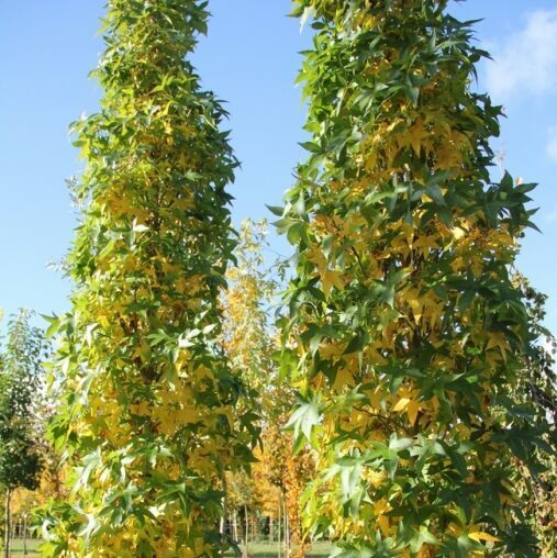 Liquidambar styraciflua ‘Slender Silhouette’ - Amberboom
