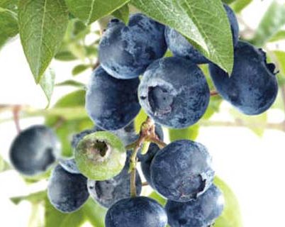 Vaccinium corymbosum ‘Brigitta Blue’ - Amerikaanse blauwe bes