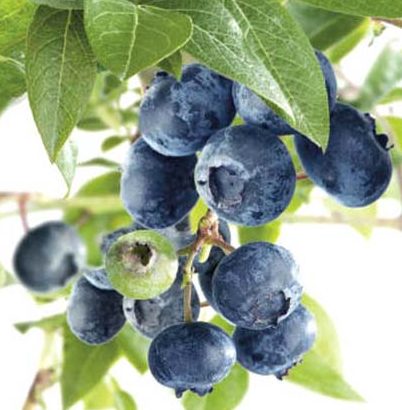 Vaccinium corymbosum ‘Brigitta Blue’ - Amerikaanse blauwe bes