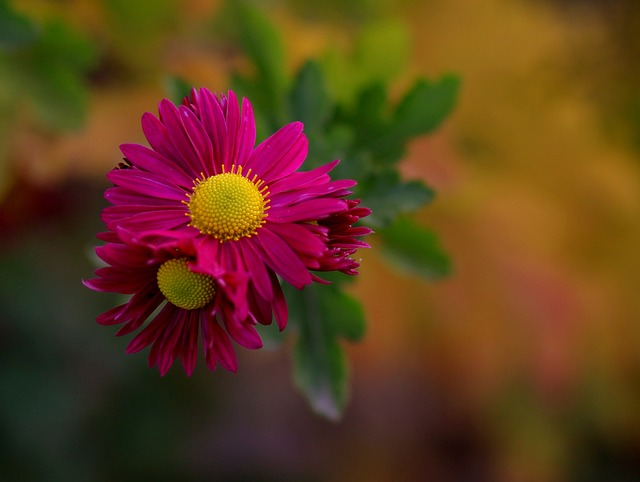 Chrysanthemum coccineum ‘robinson’s rubra’ - Wormkruid