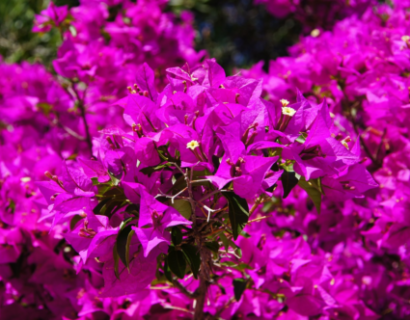 Bougainvillea ‘sanderiana’ - bougainville