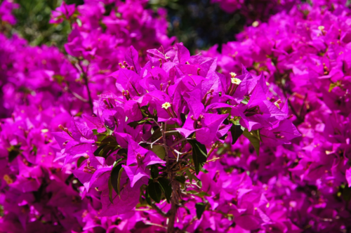 Bougainvillea ‘sanderiana’ - 