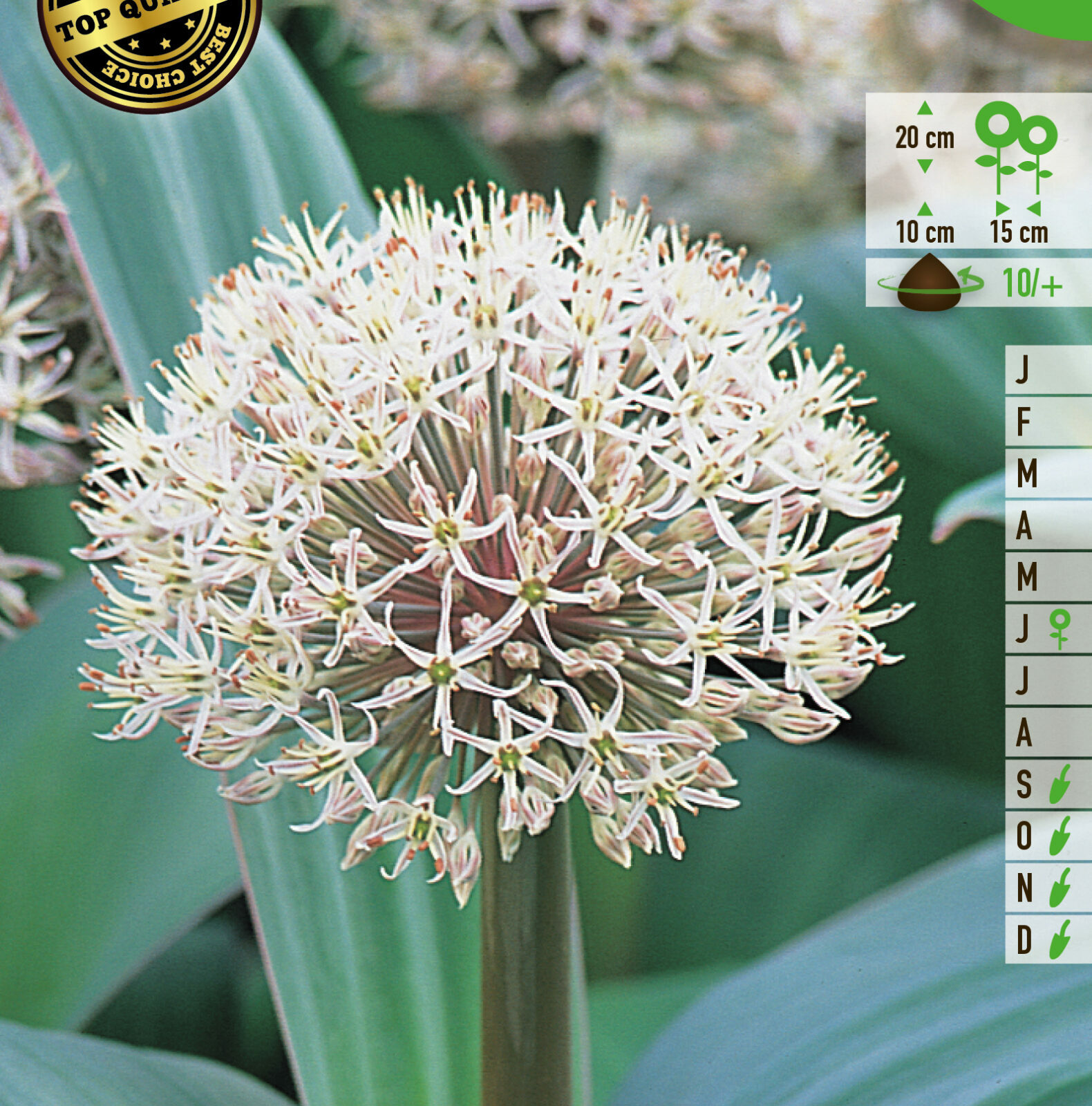 Allium karataviense - Sierui - puinlook