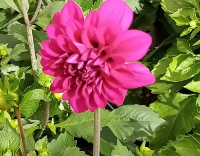 Dahlia ‘Castillo’ - Dahlia