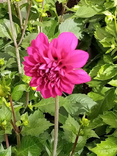 Dahlia ‘Castillo’ - 