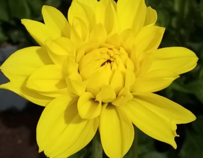 Dahlia ‘Sonara’ - Dahlia