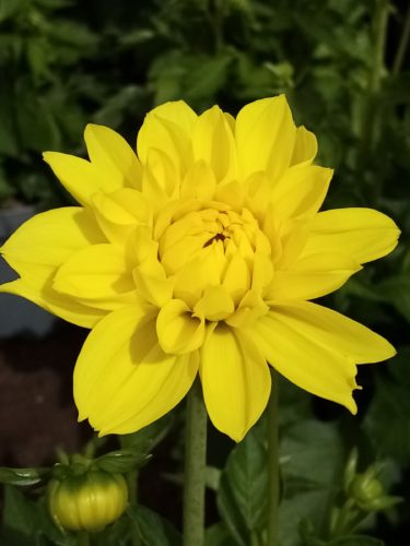 Dahlia ‘Sonara’ - 