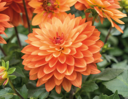 Dahlia ‘Emilio’ - Dahlia