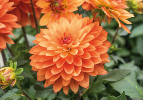 Dahlia ‘Emilio’ - 