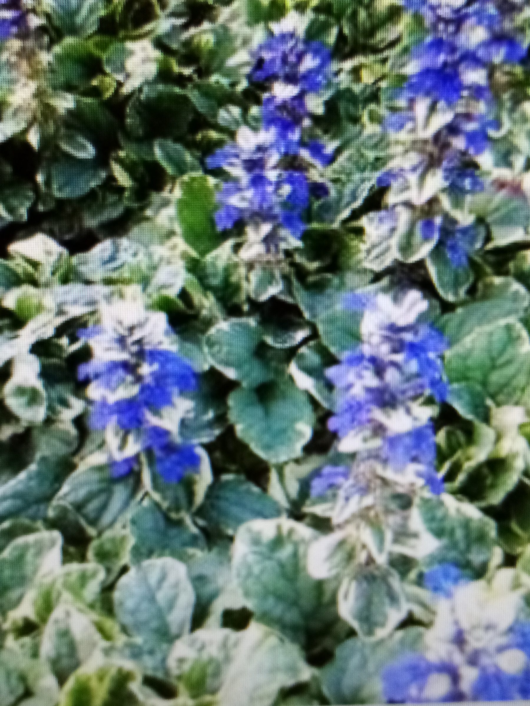 Ajuga reptans ‘Variegata’ - Zennegroen