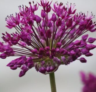 Allium ‘Purple Rain’ - Sierui