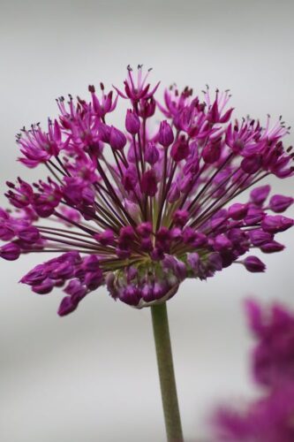 Allium ‘Purple Rain’ - Sierui