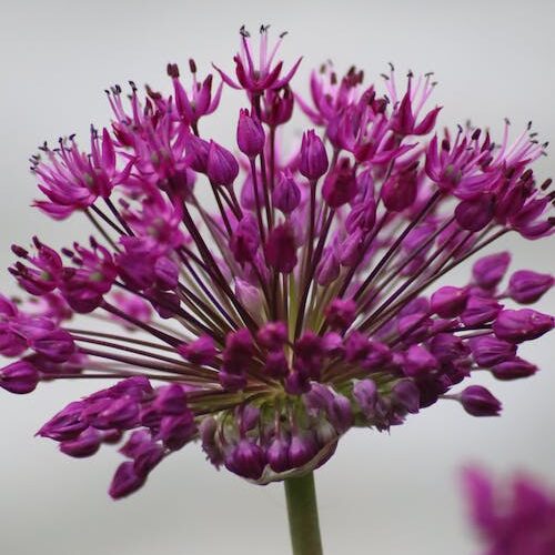 Allium ‘Purple Rain’ - Sierui