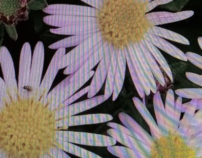 Aster ageratoides ‘Asmo’ - herfstaster