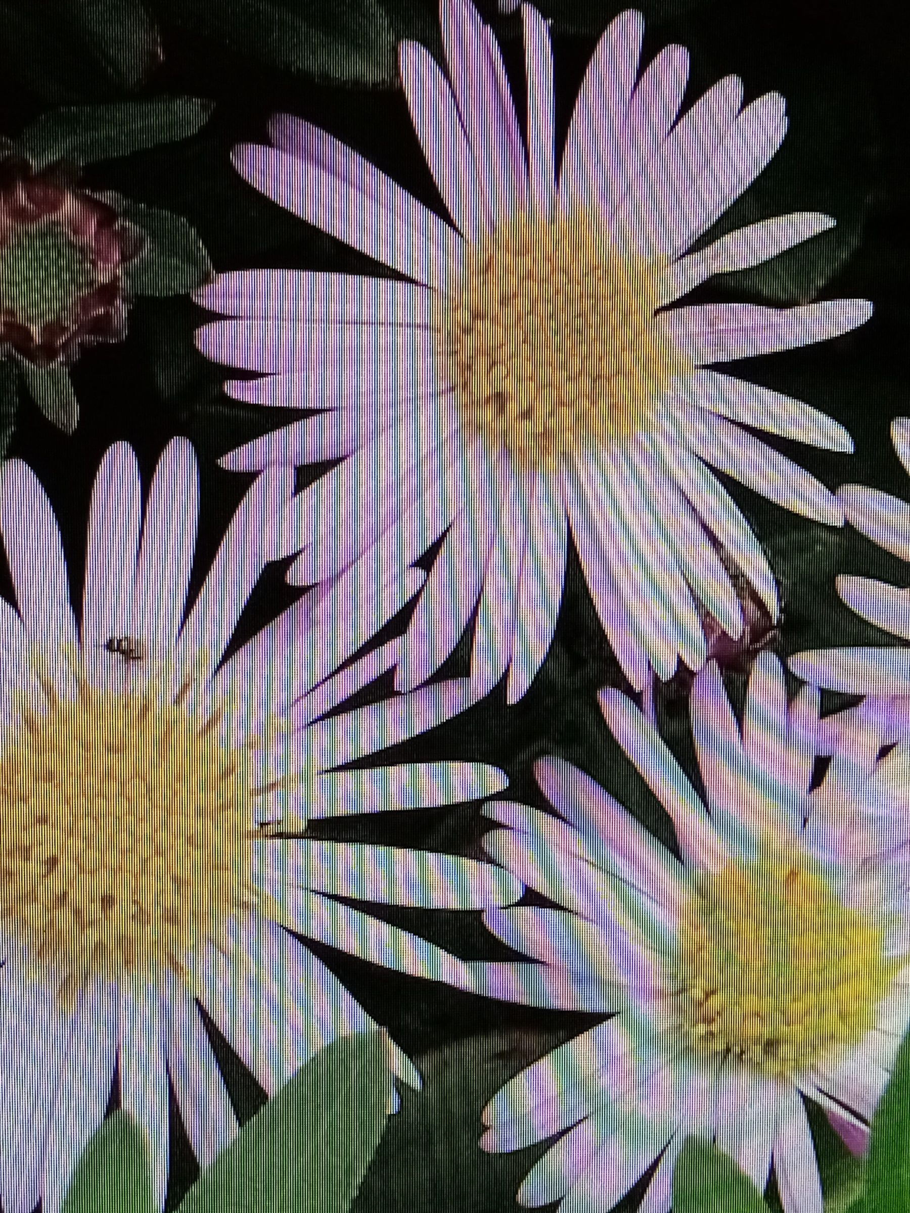 Aster ageratoides ‘Asmo’ - 