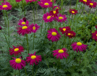 Chrysanthemum coccineum ‘robinson’s rubra’ - Wormkruid