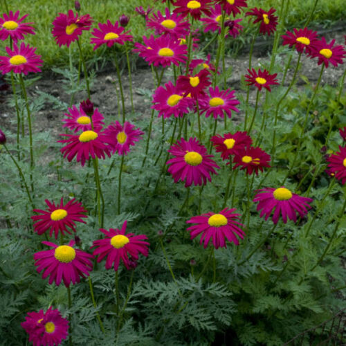 Chrysanthemum coccineum ‘robinson’s rubra’ - Wormkruid