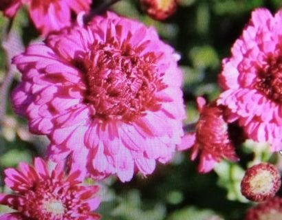 Chrysanthemum rubellum ‘Feuerzauber’ - Wormkruid