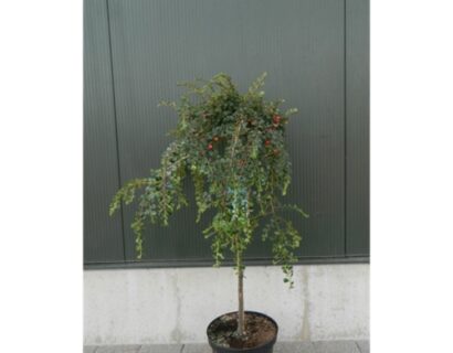 Cotoneaster nanshan ‘Boer’ op stam - Dwergmispel