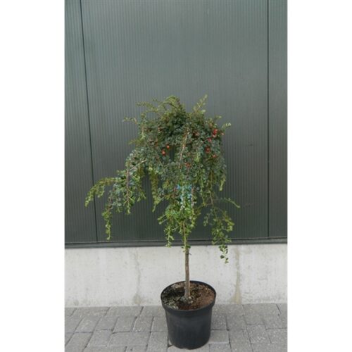 Cotoneaster nanshan ‘Boer’ op stam - Dwergmispel