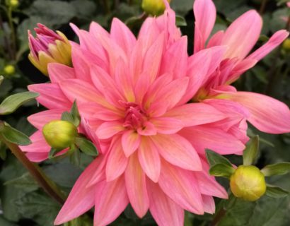 Dahlia ‘Acapulco’ - Cyclaam / alpenviooltje