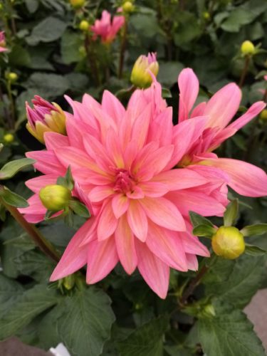 Dahlia ‘Acapulco’ - 