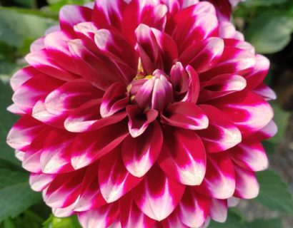 Dahlia ‘Cancun’ -