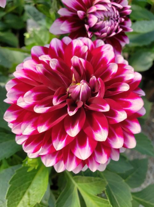 Dahlia ‘Cancun’ - 