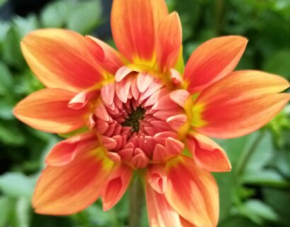 Dahlia ‘Emilio’ -