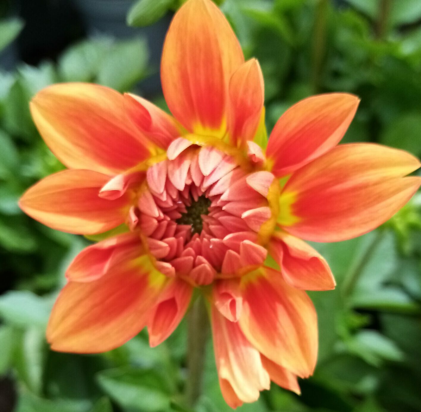 Dahlia ‘Emilio’ - 