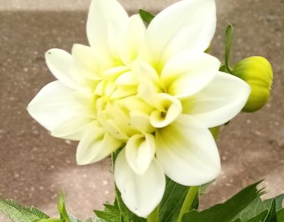 Dahlia ‘Lopez’ wit -