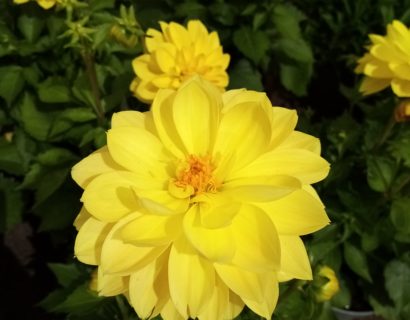 Dahlia ‘Romero’ - Dahlia