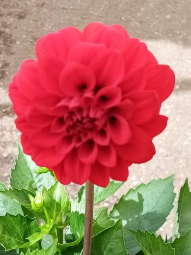 Dahlia ‘Topia’ rood - 