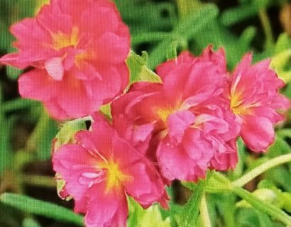 Helianthemum ‘cerise queen’ - Zonneroosje