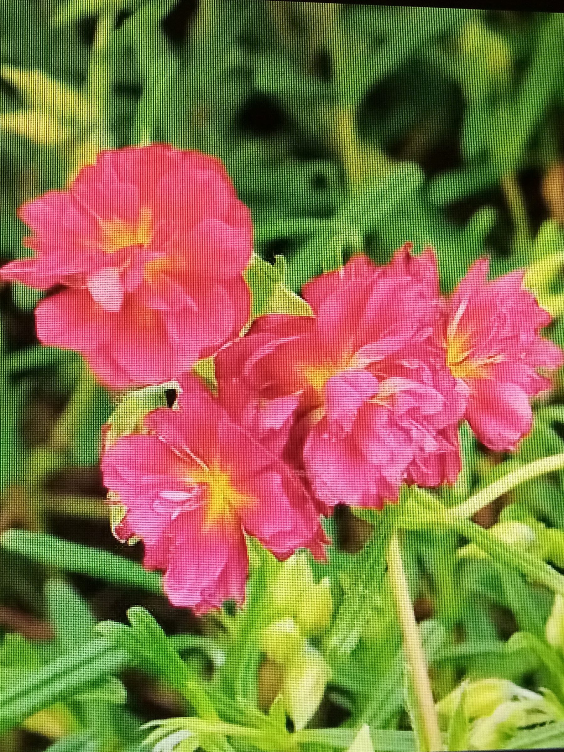 Helianthemum ‘cerise queen’ - Zonneroosje