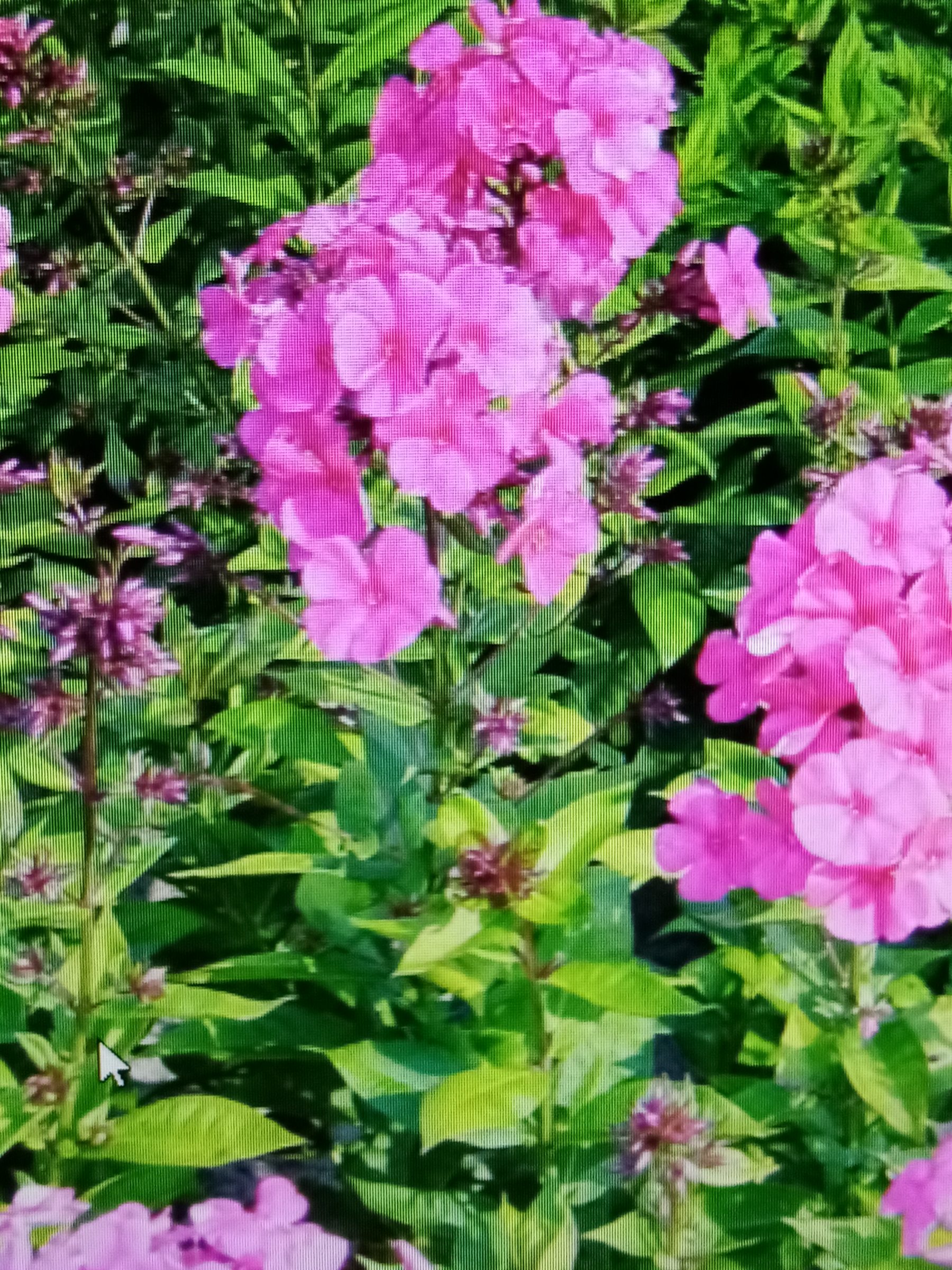 Phlox paniculata ‘Tenor’ - Vlambloem