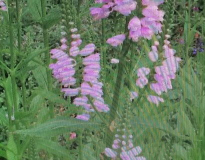 Physostegia virginiana - Scharnierplant