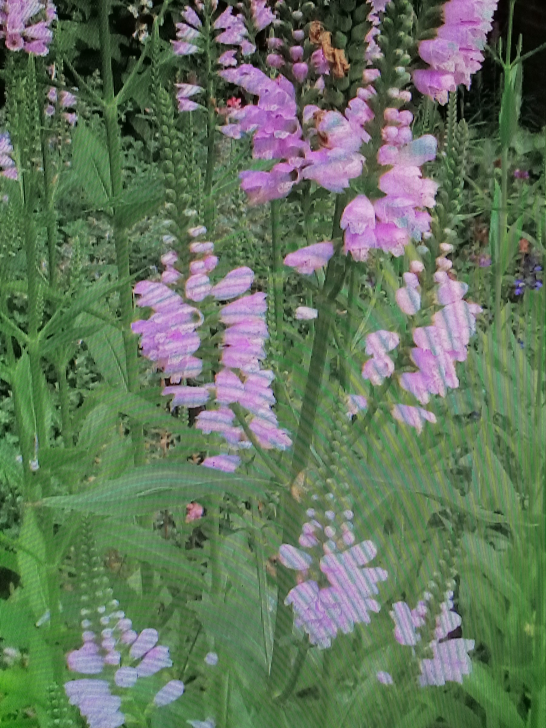 Physostegia virginiana - Scharnierplant