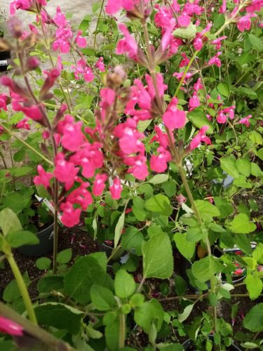 Salvia ‘Pink Pong’ - Salie