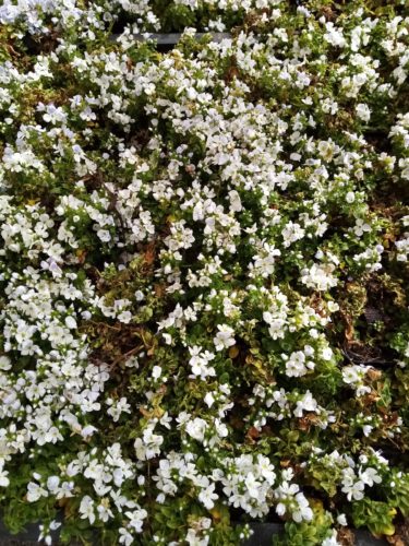 Veronica repens - Corsicaanse ereprijs of kruipende ereprijs