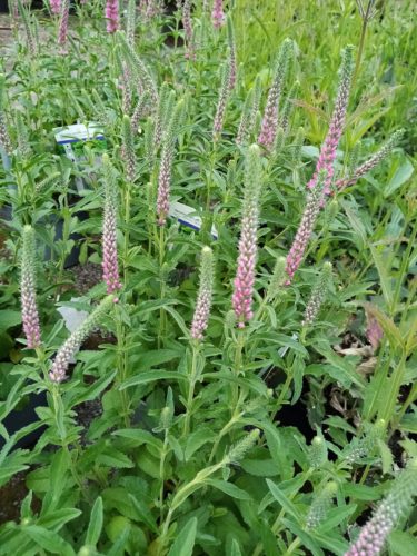 Veronica spicata ‘Anniversary Rose’ (grote pot) - Ereprijs