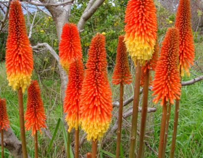 Kniphofia uvaria - Vuurpijl