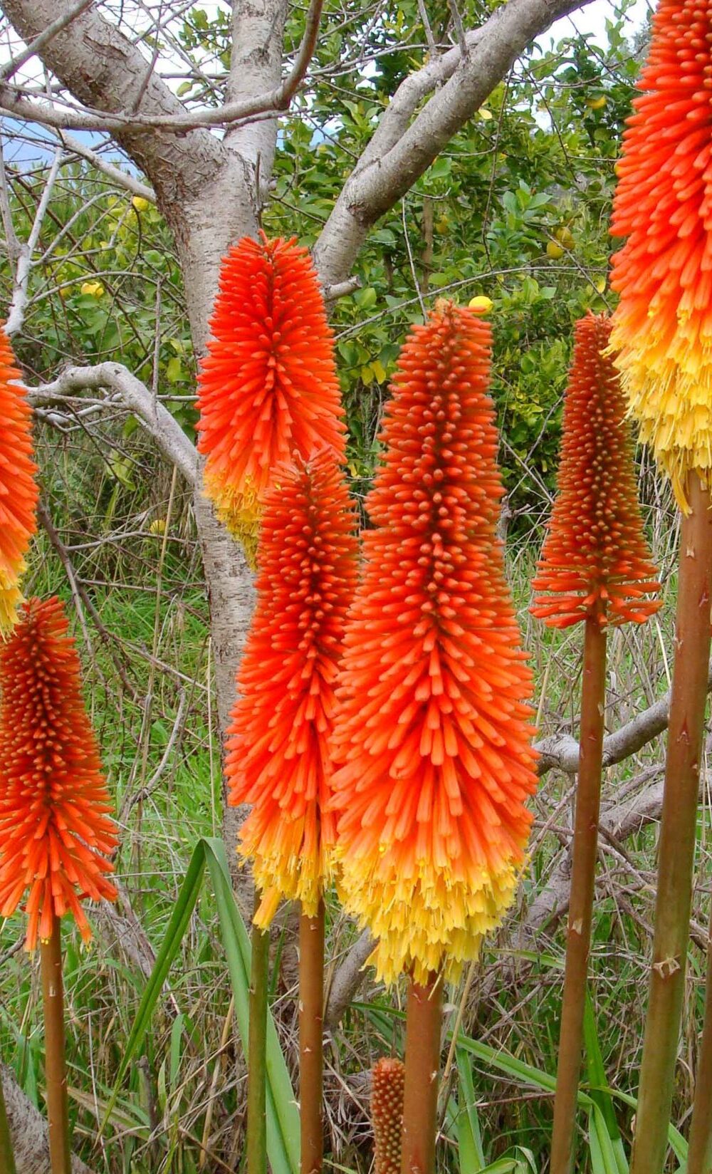 Kniphofia Flamenco - Vuurpijl