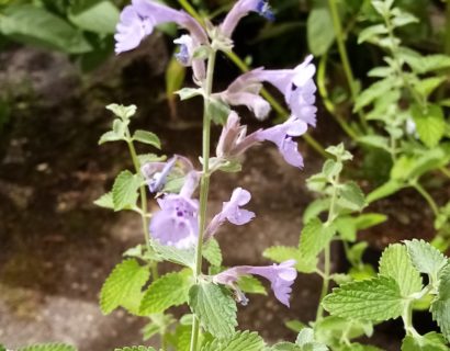 Nepeta nervosa - Kattenkruid