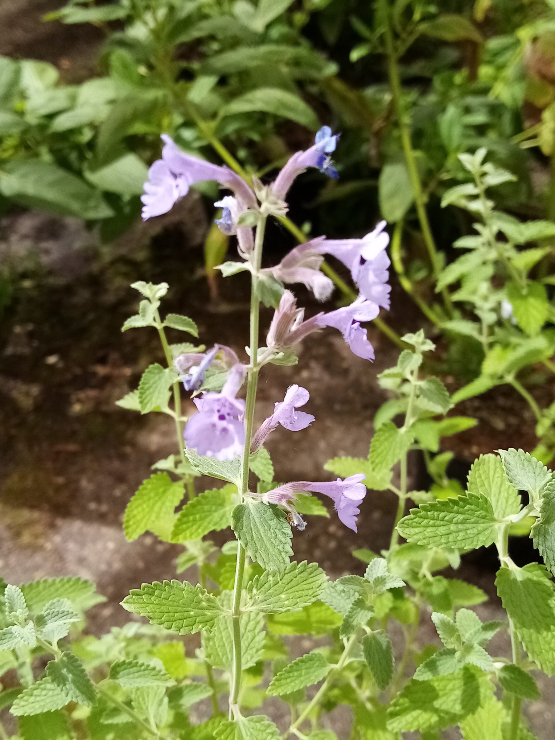 Nepeta nervosa - Kattenkruid