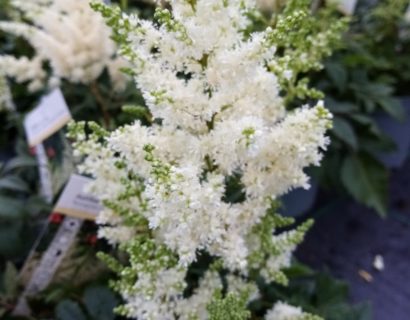 Astilbe arend. ‘astary white’ - Pluimspirea