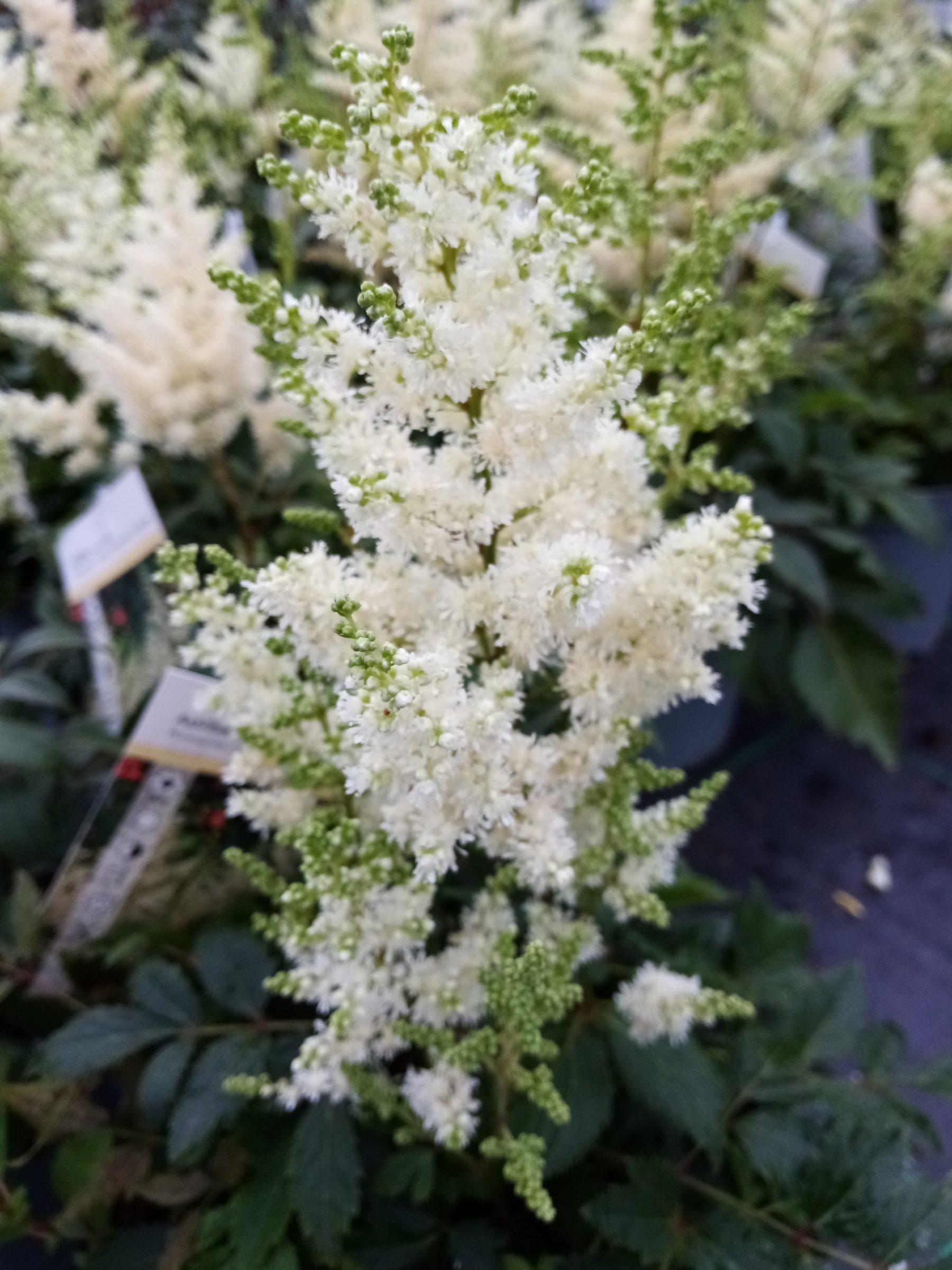 Astilbe arend. ‘astary white’ - Pluimspirea